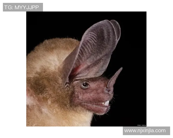 布莱克尼的神秘旅程探索未知世界的奇幻与魅力